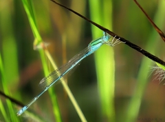 Pseudagrion decorum