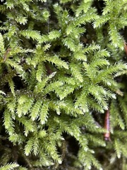 Eurhynchium striatum
