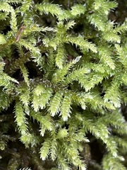 Eurhynchium striatum