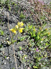 Pterygodium acutifolium