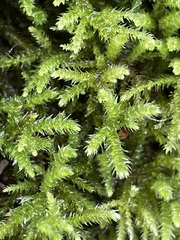 Eurhynchium striatum
