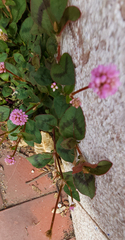 Persicaria capitata