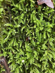 Eurhynchium striatum