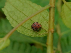 Diekeana admirabilis