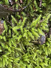 Eurhynchium striatum
