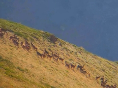 Cervus elaphus maral