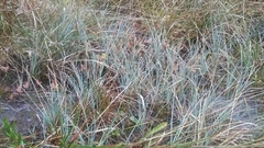 Carex livida