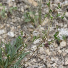 Phemeranthus confertiflorus