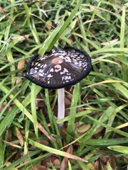 Coprinopsis picacea