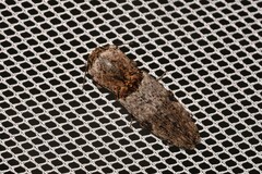 Cryptalaus prosectus