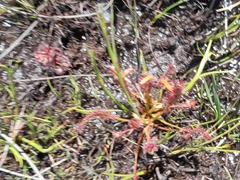 Drosera capensis