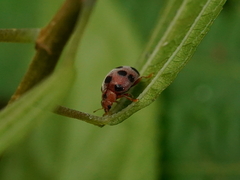 Diekeana admirabilis