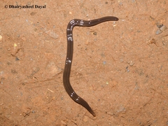 Geoplanidae