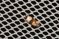 Euphiltra eroticella