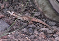 Gallotia stehlini