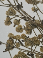 Cryptantha recurvata