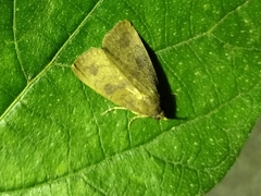 Amyna axis
