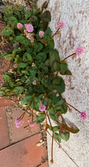 Persicaria capitata