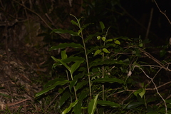 Alpinia arundelliana