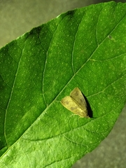Amyna axis