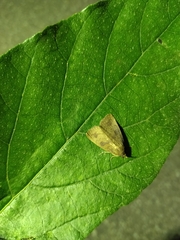 Amyna axis