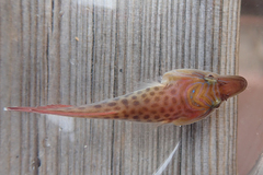 Lepadogaster lepadogaster