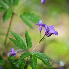 Cardamine glanduligera