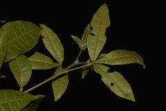 Melicope micrococca