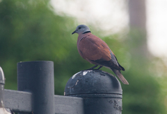 Streptopelia tranquebarica humilis