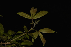 Melicope micrococca