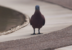 Streptopelia tranquebarica humilis