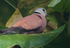 Streptopelia tranquebarica humilis