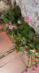 Persicaria capitata