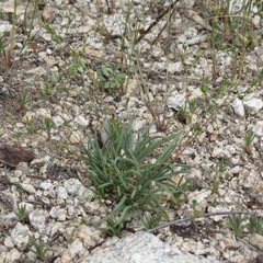 Phemeranthus confertiflorus