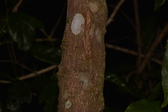 Melicope micrococca