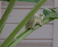 Callosciurus finlaysonii