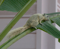 Callosciurus finlaysonii