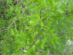 Forestiera segregata