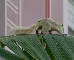 Callosciurus finlaysonii