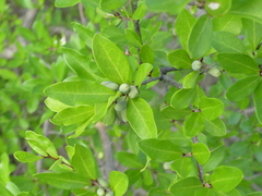 Forestiera segregata