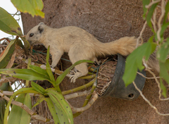 Callosciurus finlaysonii
