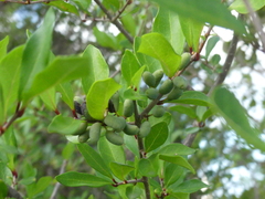 Forestiera segregata segregata