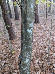 Carpinus caroliniana