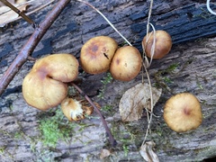 Galerina marginata