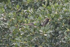 Crinifer zonurus