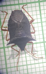Carpocorini