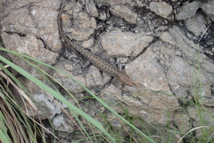 Sphenomorphus melanopogon