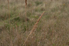 Sorghastrum nutans