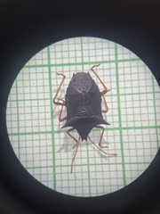 Carpocorini