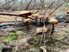 Galerina marginata